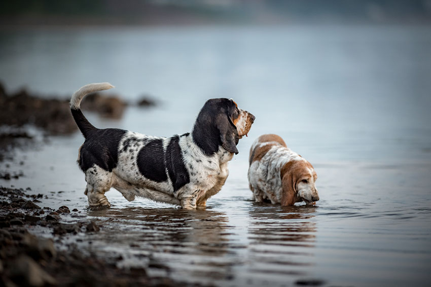 Breeds Basset Hound pair in water