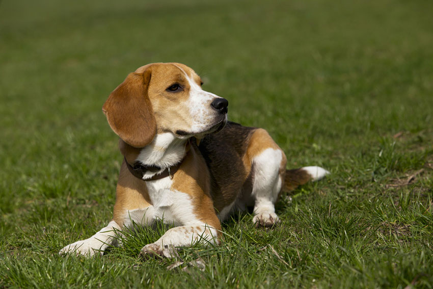 Breeds Beagle outdoors alert