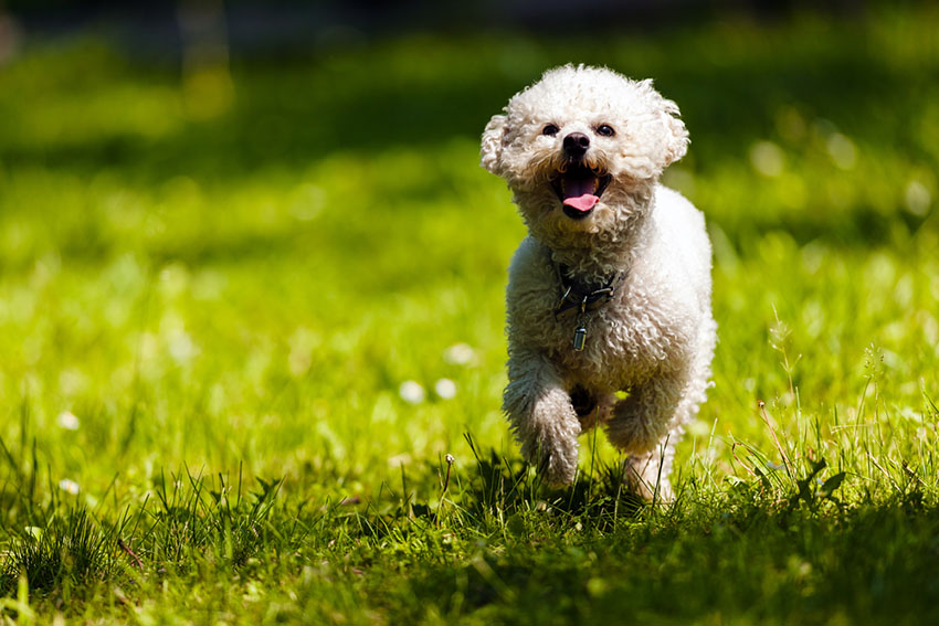 Breeds Bichon Frise running on grass outdoors