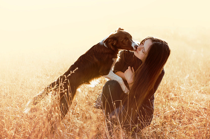 Breeds Border Collie affectionate