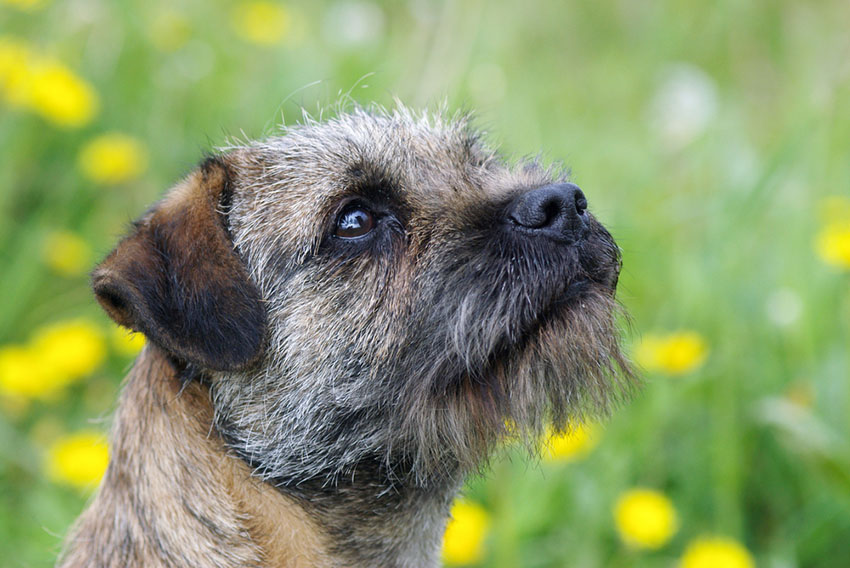 We don't know when the First Border terrier turned up in the US, but the first domestic dogs were here around 10k years ago