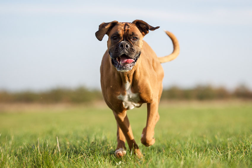 Breeds Boxer with short coat and tail intact