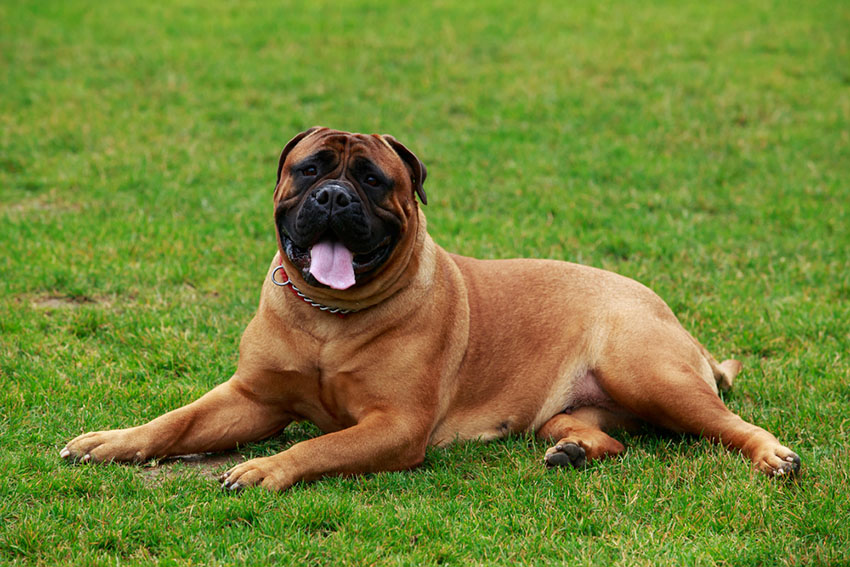 Breeds Bullmastiff on lawn