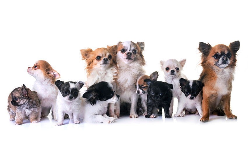 Breeds Chihuahua family