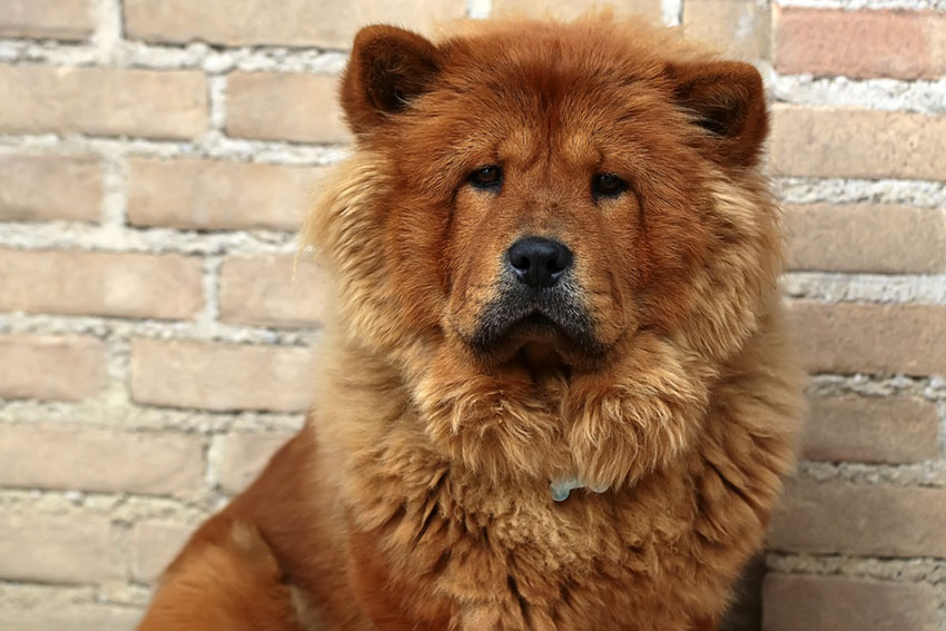Breeds Chow chow serious face