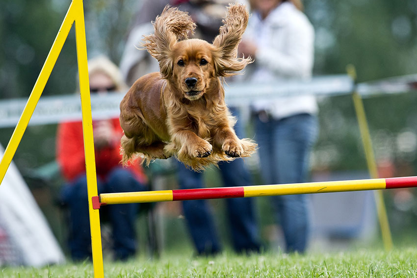 Breeds Cocker spaniel trained tricks jumping at dog show