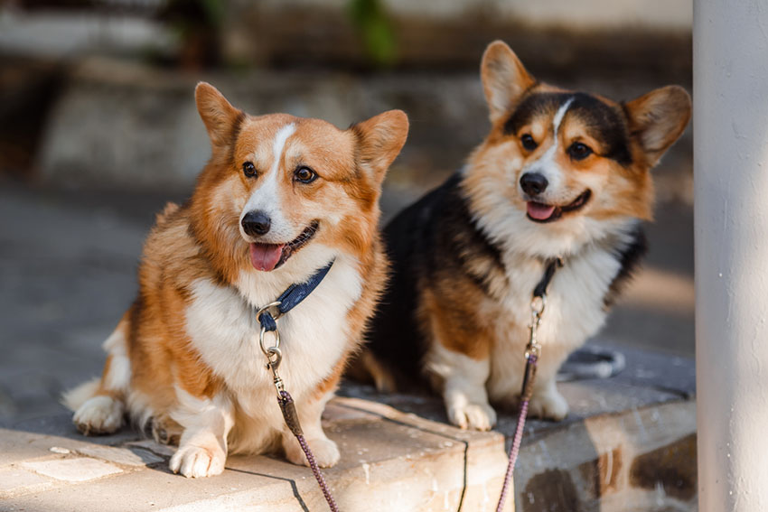 Breeds Corgi pair on leads