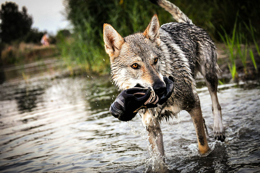 A magnificent Czechoslovakian wolf dog