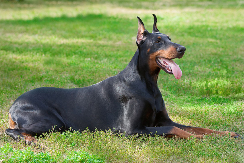 Breeds Doberman Pinscher resting on grass tongue out