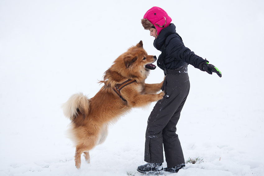 Dog Breeds Elo jumping up in snow with child