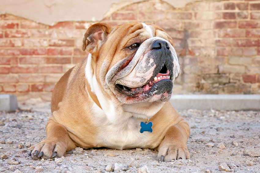 Breeds English Bulldog