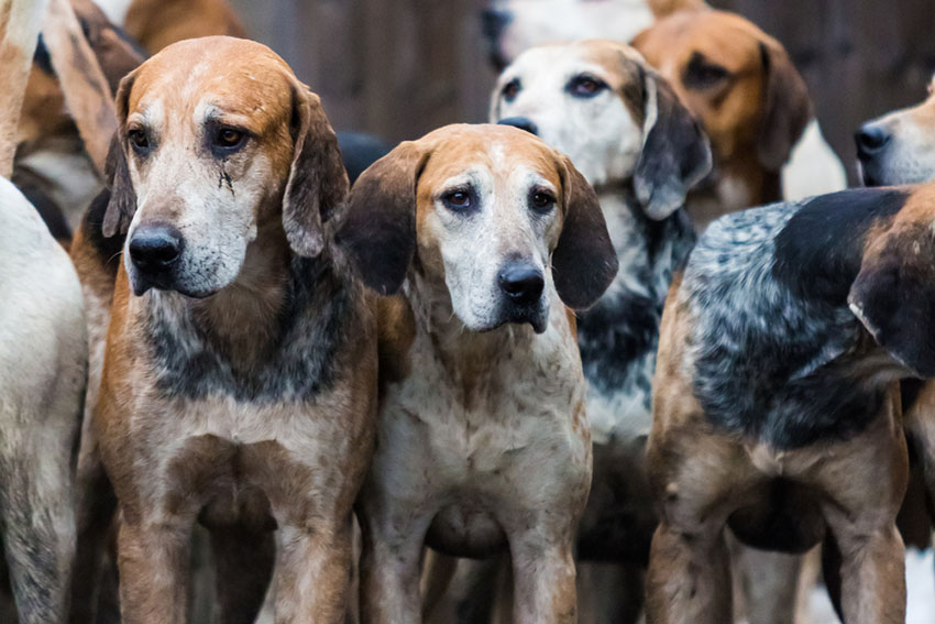 Breeds English Foxhound