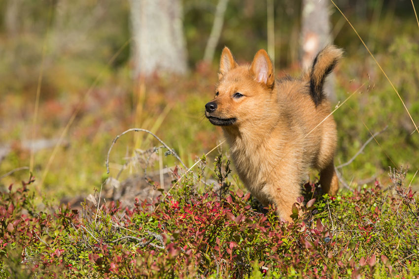 Breeds Finnish Spitz outdoors walking in woodland