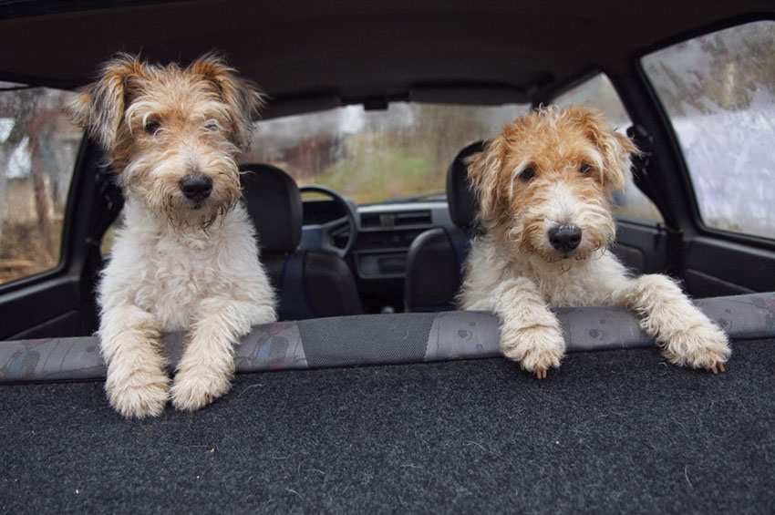 Breeds Fox terriers in car