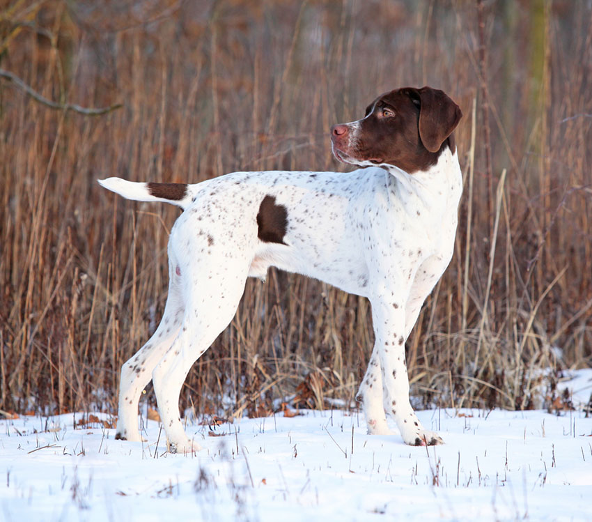 Breeds French Pointer outdoors in snow