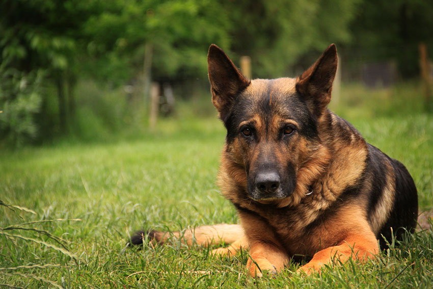 Breeds German Shepherd Alsatian outdoors lying on grass