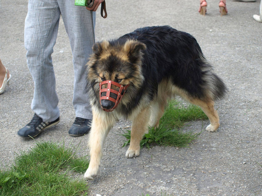 Breeds German Shepherd Alsatian wearing muzzle