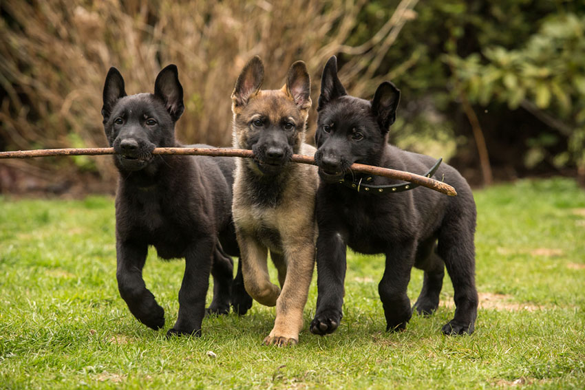 Breeds German Shepherd puppies fetching a stick