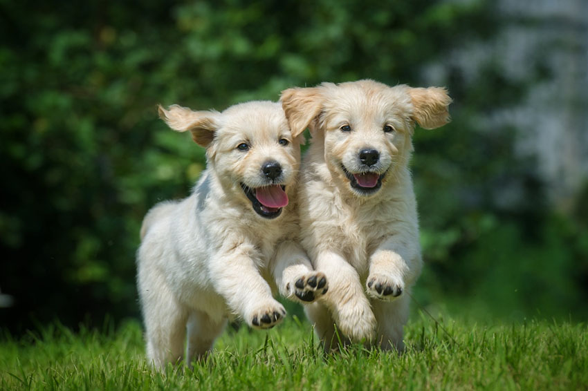 Breeds Golden Retriever puppies running outdoors