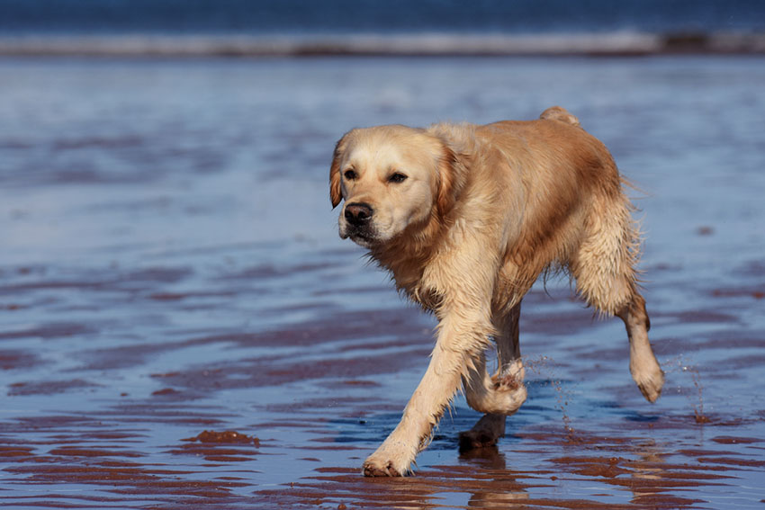 Breeds Golden Retriever