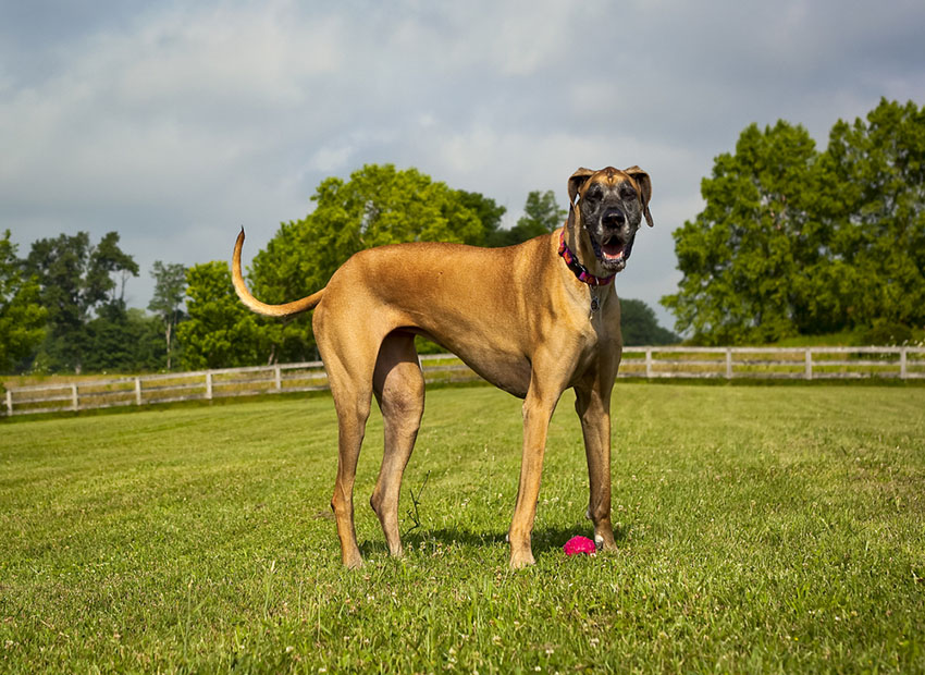 Breeds Great Dane outdoors real life Scooby Doo
