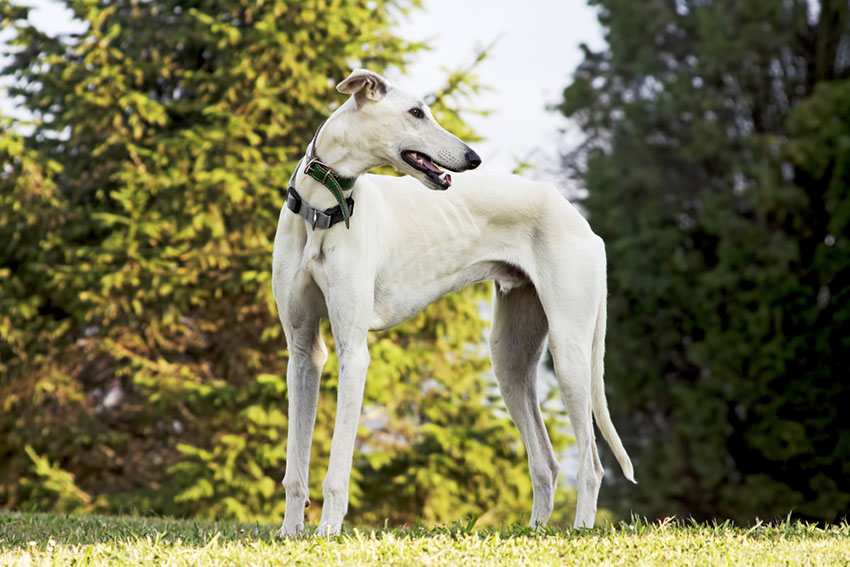 Breeds Greyhound racing dog in park