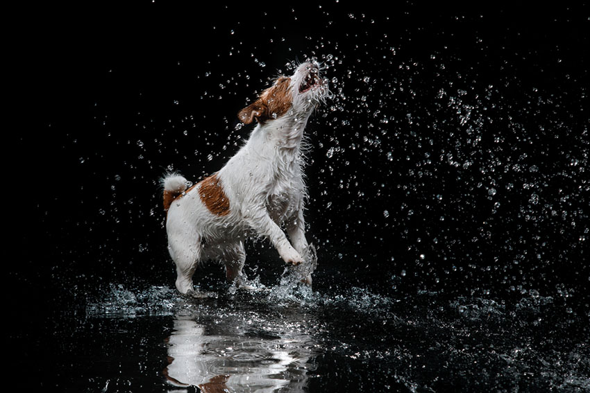 Breeds Jack Russell loves the water