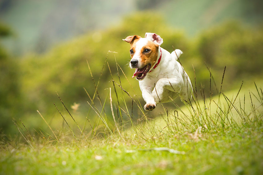 Breeds Jack Russell running at full pace