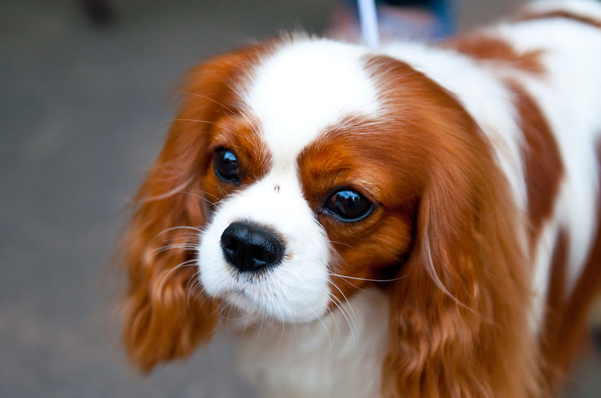 Breeds King Charles Spaniel big eyes