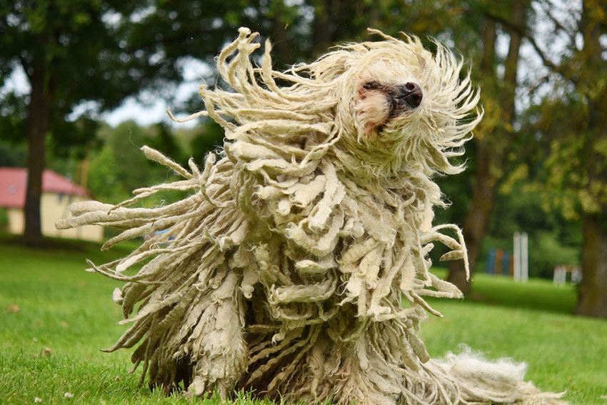 Breeds Komondor aka Mop Dog shaking corded hair dreadlocks