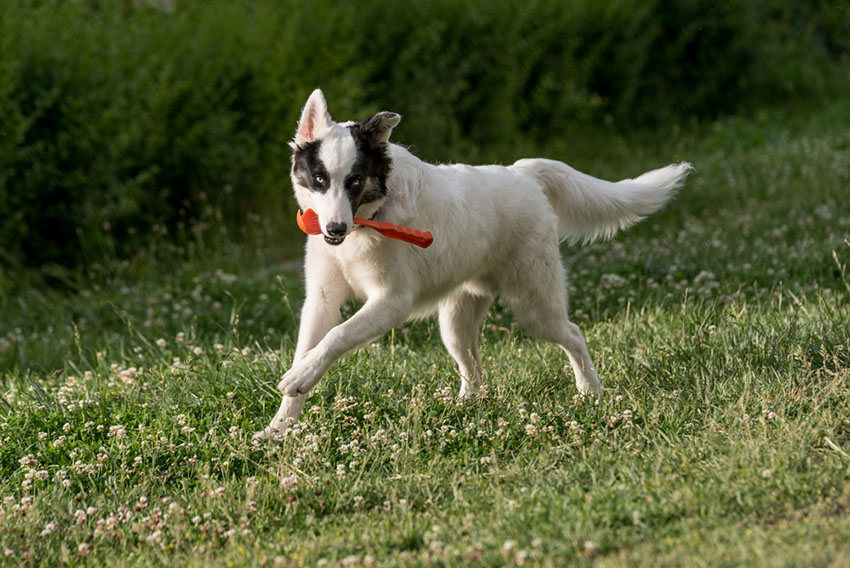 Breeds Lakutian Laika playing outdoors