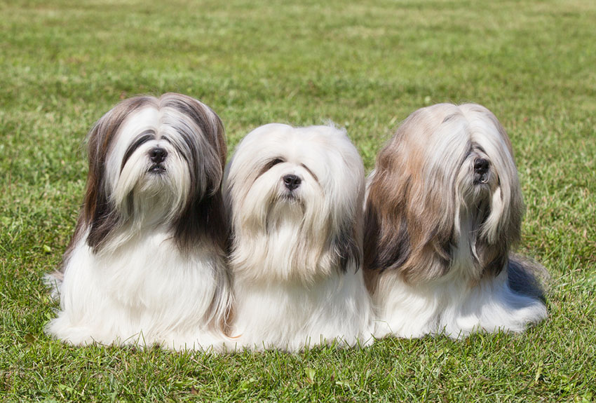 Breeds Lhasa Apso three dogs on lawn