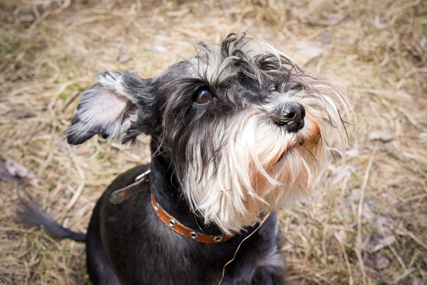 Breeds Miniature Schnauzer