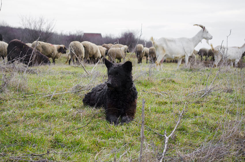 Breeds Mudi Hunarian herding dog with sheep and goats