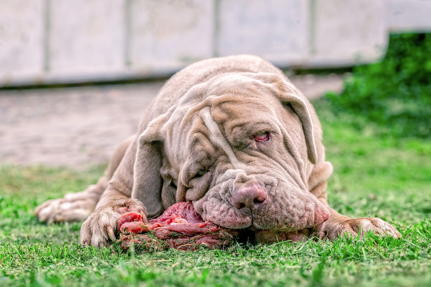 Breeds Neapolitan Mastiff eats meat on bone