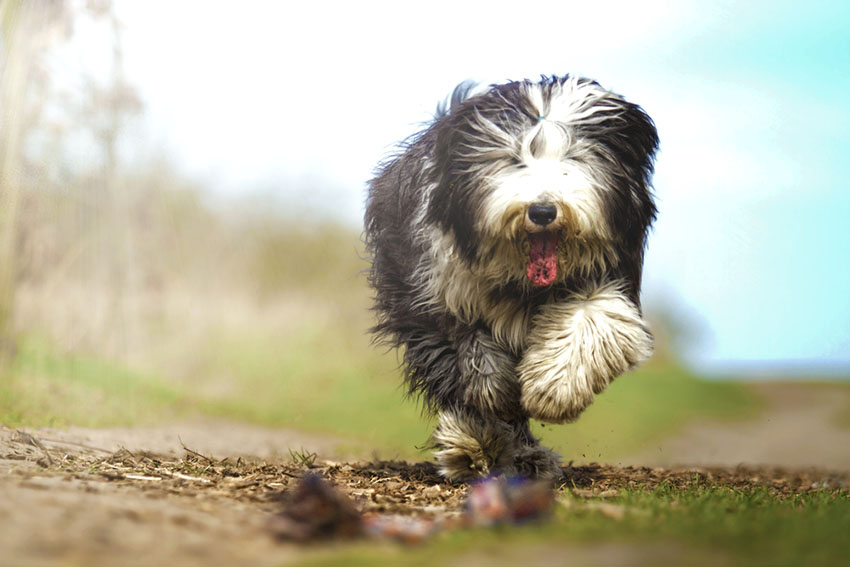 An Old English Sheepdog - the gentlest herding dog you'll ever meet