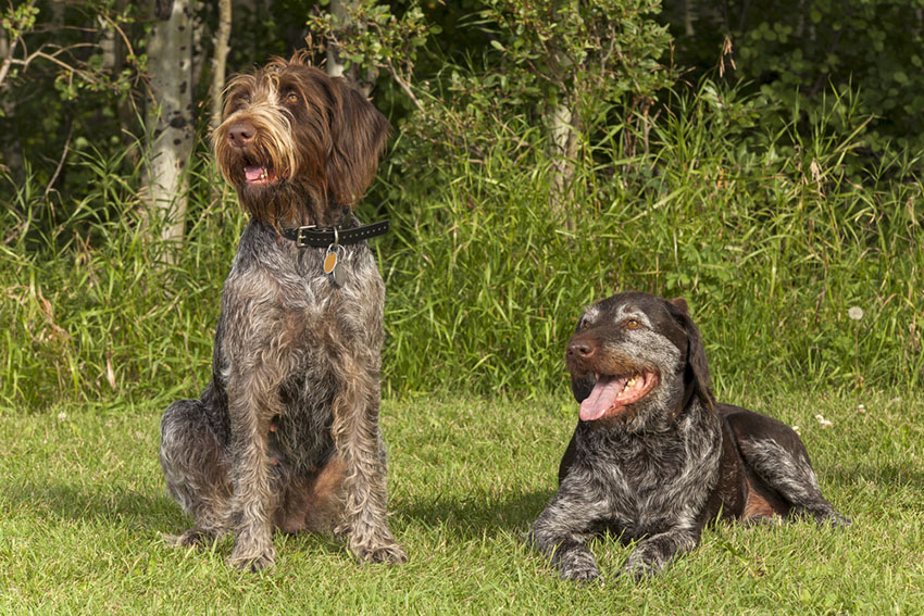 Breeds Pointer Griffon hunting dog pair old and young