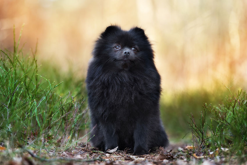 Breeds Pomeranian Spitz