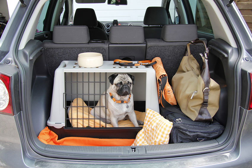 Breeds Pug or Mops carry cage in car
