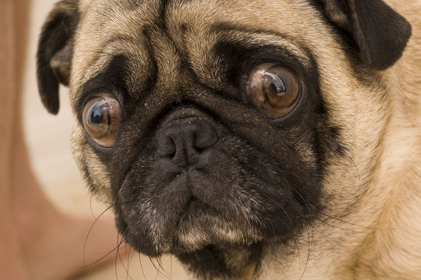 Breeds Pug or Mops face close up flat face bulging eyes