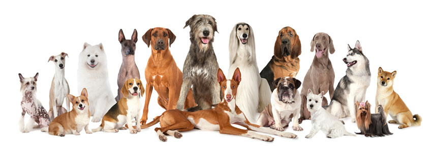 Purebreeds pedigree dogs with different coat types