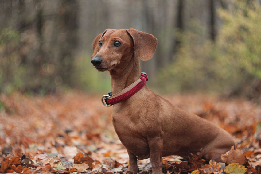 Breeds Red Dachshund