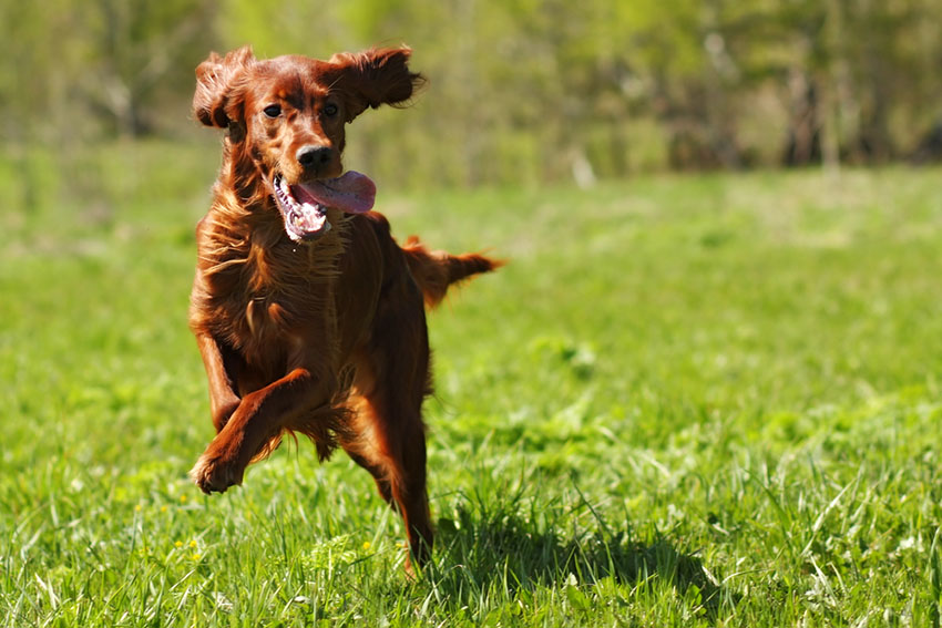 Breeds Red Setter on grass running tongue out