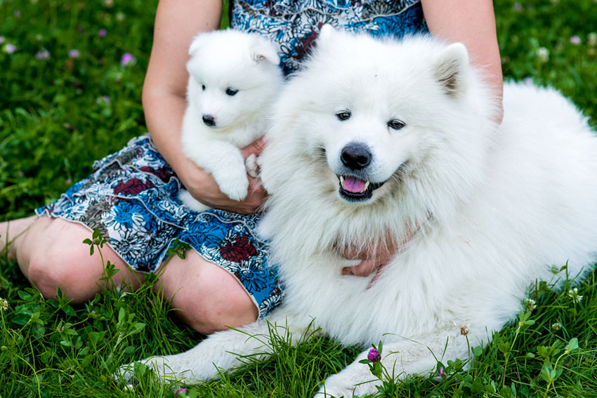 Breeds Samoyed adult and puppy