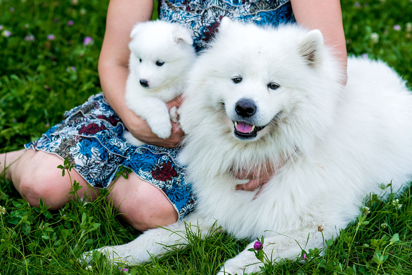 white long hair puppy