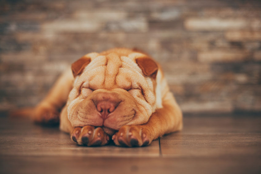 Breeds Shar Pei sleeping