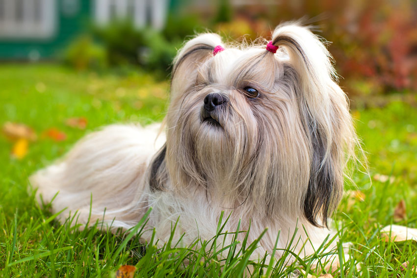 Breeds Shi Tzu hypoallergenic