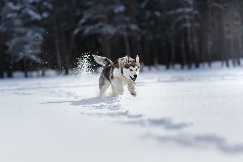 Breeds Siberian Husky running in snow