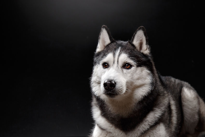The American Kennel Club has been registering breeds such as this Siberian Husky since 1884