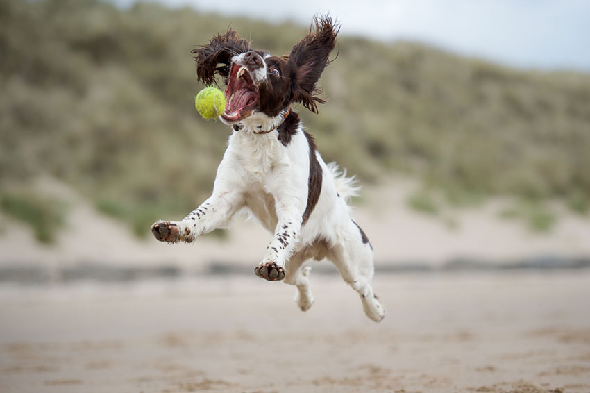 Breeds Springer Spaniel playing ball on beach